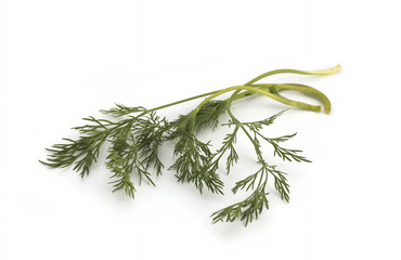 Close up shot of branch of fresh green dill herb leaves isolated on white background