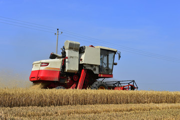Harvester in wheat