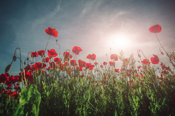 Poppy field. Field of poppies. Beautiful field of red poppies in the sunset light. Landscape with...
