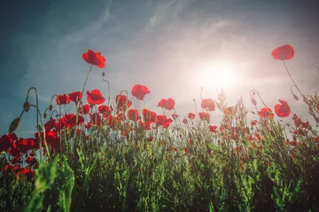 Fotobehang Poppy field. Field of poppies. Beautiful field of red poppies in the sunset light. Landscape with nice sunset over poppy field. Red flowers against blue sky in morning. Prohibited flowers for drugs © Tverdokhlib