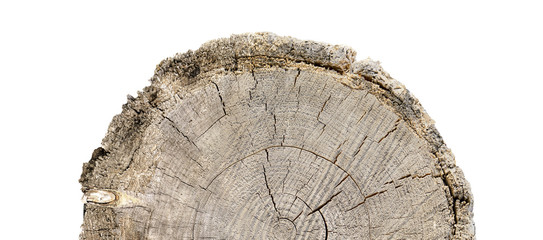 Rough cross section of a brown tree stump slice with age rings cut fresh from the forest. Piece of wood with cracks and grain isolated on white.