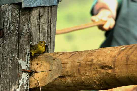 Can&aacute;rio da terra