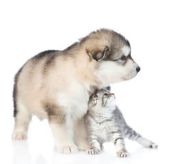 Puppy with gentle kitten. Isolated on white background