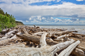 The accumulation of drift wood on the shore of the Ob reservoir