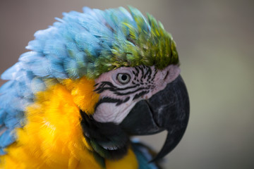 Guembe Biocenter, Guembe Mariposario near Santa Cruz, Bolivia