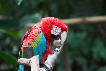 Red scarlet macaw cracking open a nut 
