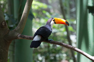 Toucan bird in wild with bright orange beak