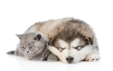 Fototapeta premium Kitten near the sleeping puppy. isolated on white background