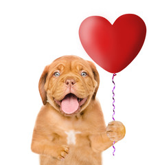 Obraz premium Happy puppy with heart balloon. isolated on white background
