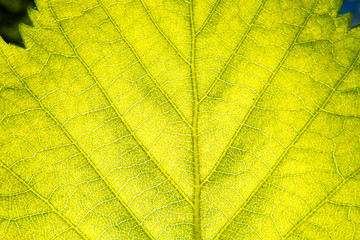 Naklejka na ściany i meble Macro of a green leaf texture with the sunlight behind it.