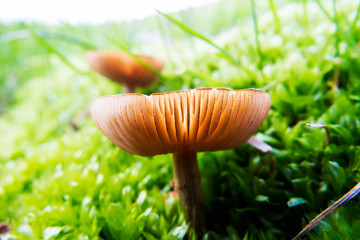 Vibrant Mushrooms in the grass during a bright spring day in Quebec, Canada.