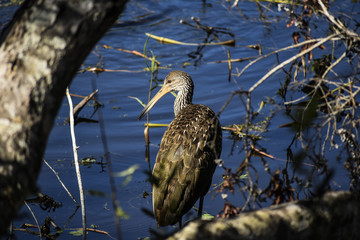 brown bird hanging out by the water