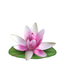 Water Lily, Nenuphar, Spatter-dock, Pink Lotus on Green Leaf. Flower Isolated