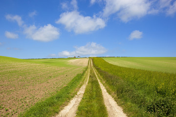 young pea field and farm track