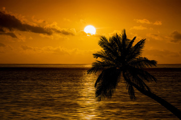 Palm tree and Sunrise in the sea.