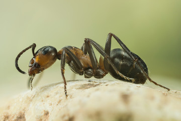 Focus Stacking - Wood ant, Ant, Ants, Formica rufa