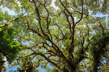 Tree foliage in rainforest