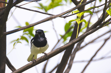 bird perched on tree branch against sky in park.