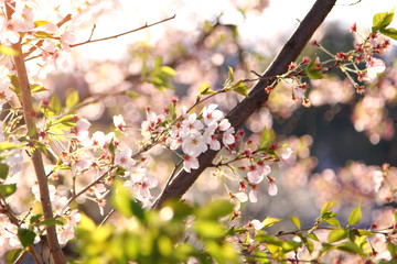 Natural background of cherry blossom , pink sakura flower blooming