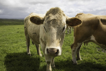 Close-up of Curious Cow