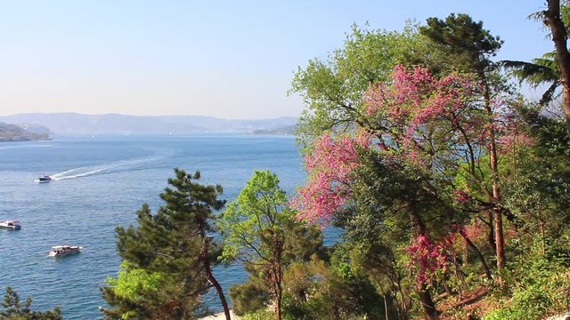 Judas and pine trees in Istanbul, Turkey. Springtime at Bosphorus