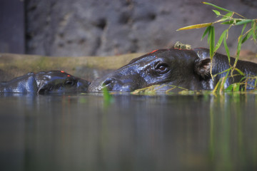 baby hippopotamus 