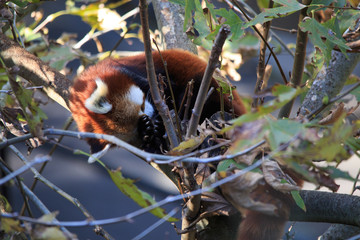 Red panda sleeping in a tree