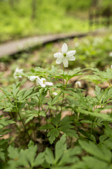 Beautiful, white flowers of anemone oak (anemone nemorosa) in a spring forest close-up, on a blurred background a trail and a bridge.
