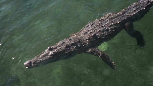 Cuban saltwater crocodile