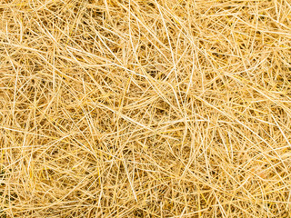 Pattern of rice straw. Top view of natural. texture background for design with copy space for text or image.