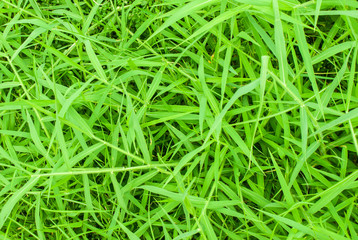 Green grass texture background for design with copy space for text or image. Top view of natural green grass.