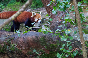 Red panda in a tree
