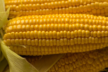 Fresh and organic corn