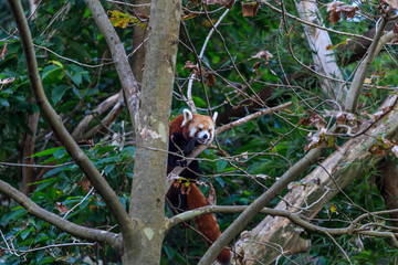 Red panda in a tree
