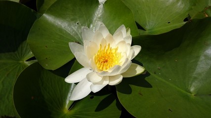 睡蓮の花
Water Lily