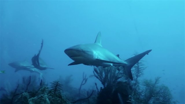 Caribbean reef sharks floating in the deep sea