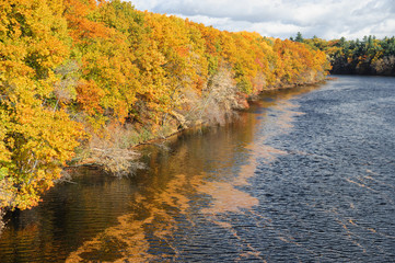 Obraz premium river and colorful autumn forest at the bank with floating fallen leaves on water surface
