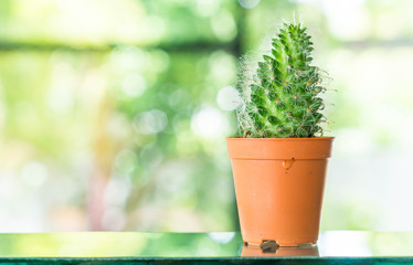 pot of cactus decoration in room