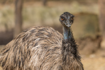 The emu is the second tallest bird in the world, only being exceeded in height by the ostrich.
