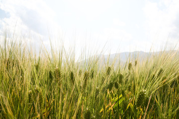 wheat background