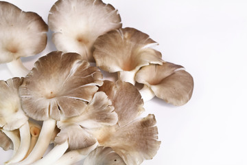 Indian Oyster, Phoenix Mushroom, Lung Oyster on wooden background