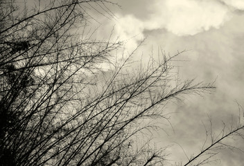 Dry bamboo branches over cloud sky in monochrome