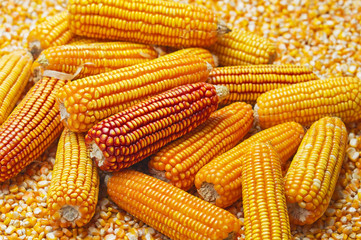 Fototapeta na wymiar Close up of dry red and yellow corn on corn kernels