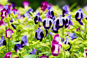 Close up view of purple Torenia fournieri flower blossom in flower garden