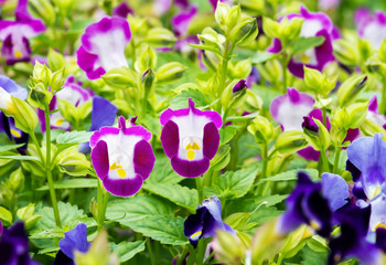 Close up view of pink Torenia fournieri flower blossom in flower garden