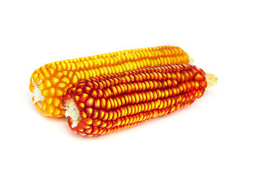 Close up of dry red and yellow corn isolated on white background