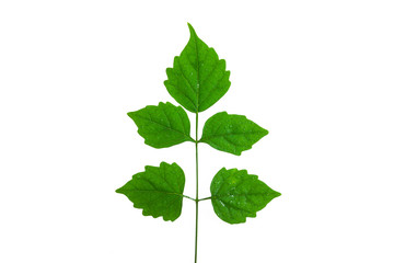 Green leaves on a white background.