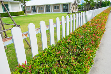 White wooden picket fence with green plant hedge.