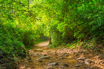Beautiful deep forest pathway in the nature