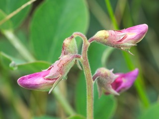 紫の花　小さな野草　クローズアップ